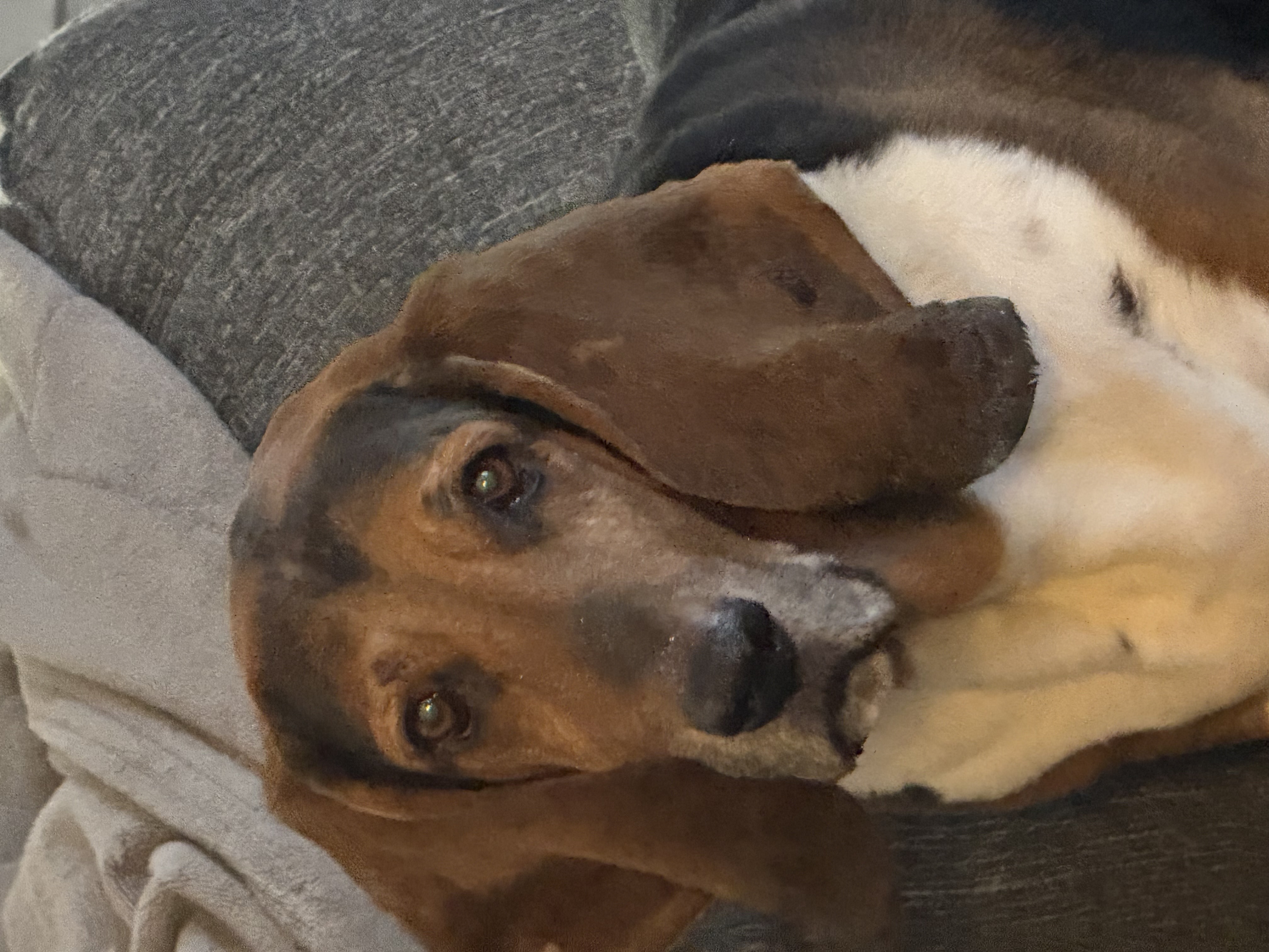 Adult basset hound portrait