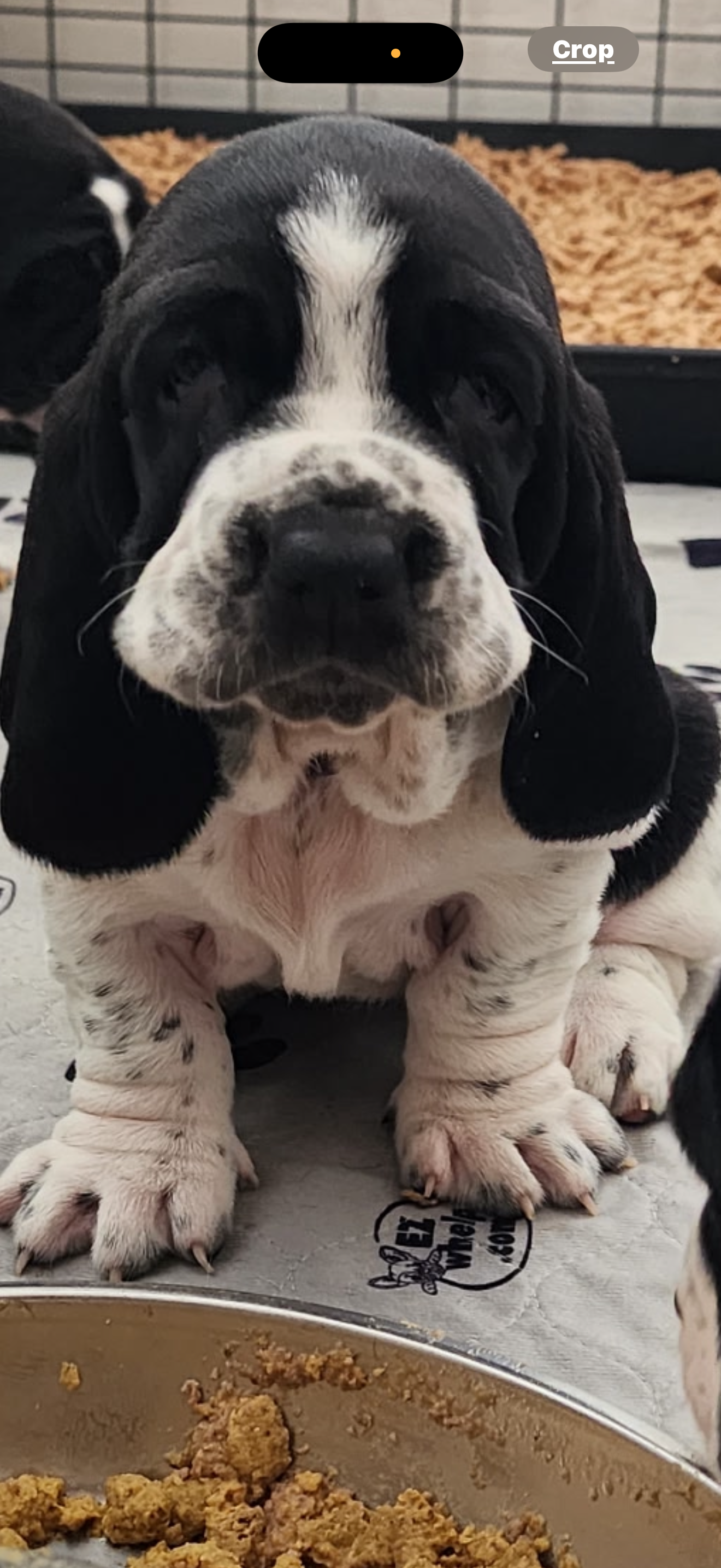 Black-and-white basset hound puppy