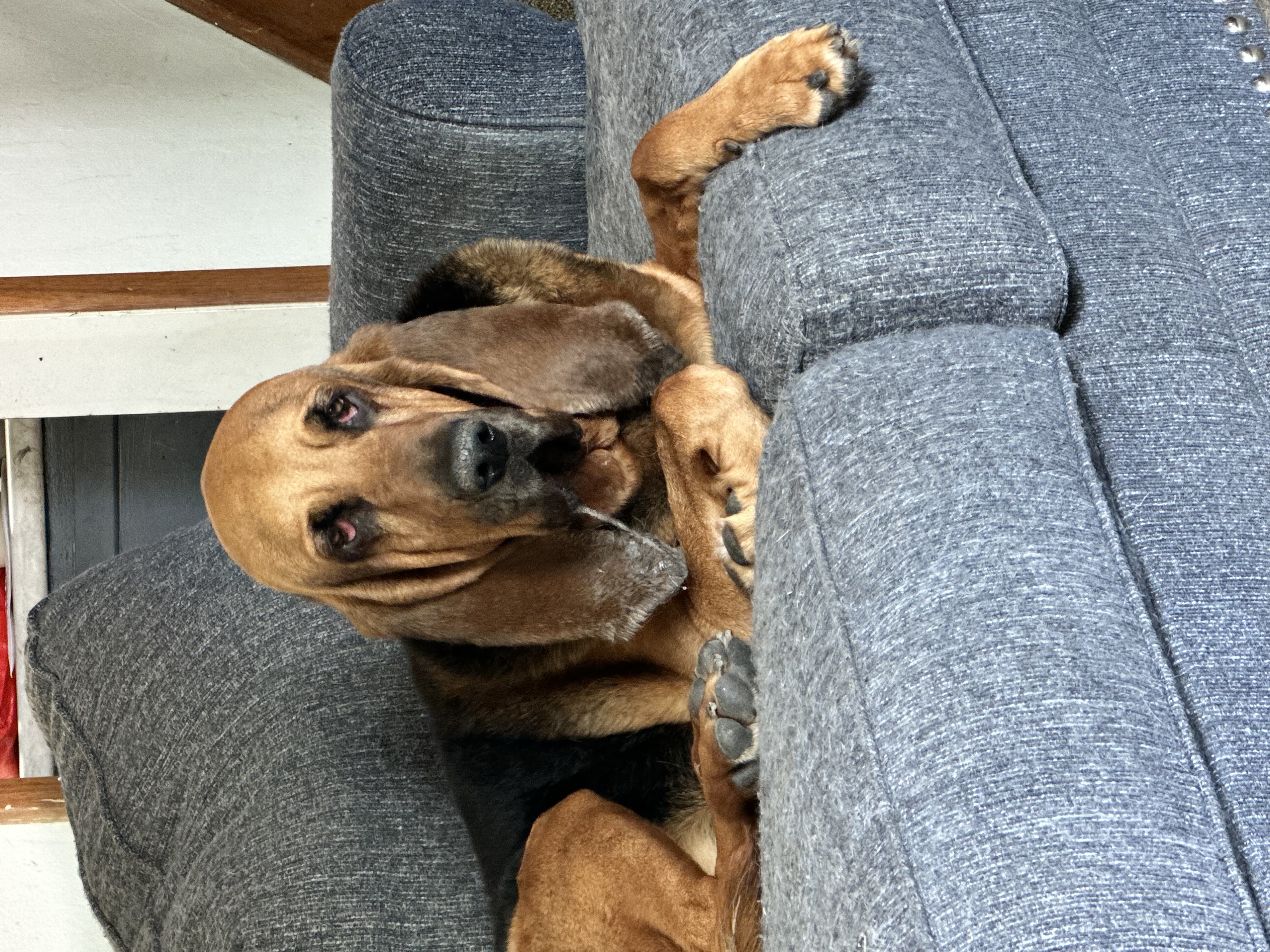 Bloodhound sitting on a sofa