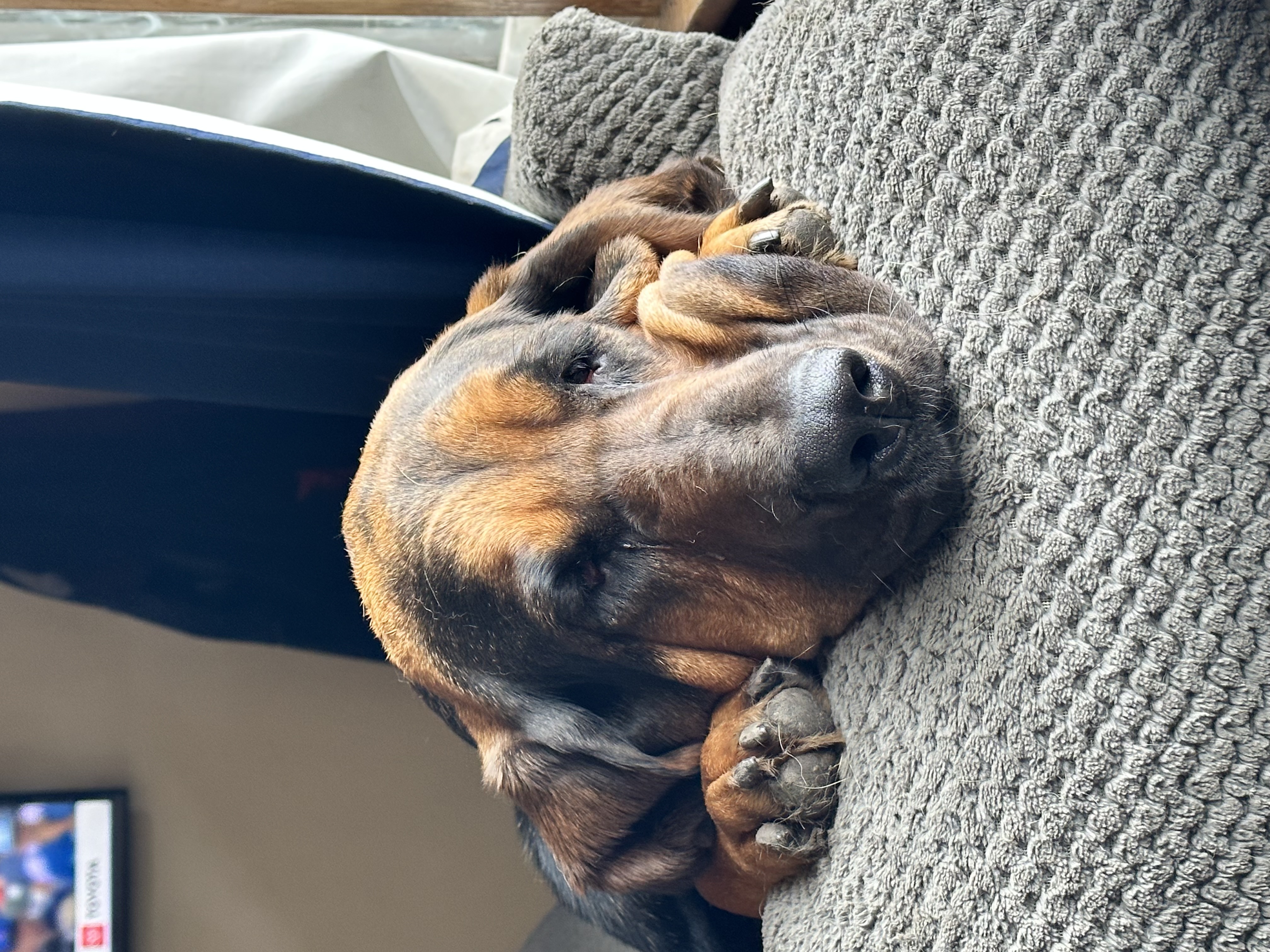 Bloodhound resting on a chair